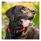 Spigen Pet Collar nyakörvre illeszthető Apple AirTag nyomkövető tok, fekete