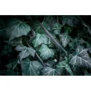 Tactical Quantum Stealth Apple iPhone 15 tok, fekete/átlátszó